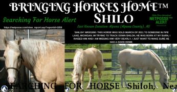 SEARCHING FOR HORSE Shiloh, Near Alpena, MI, 49707